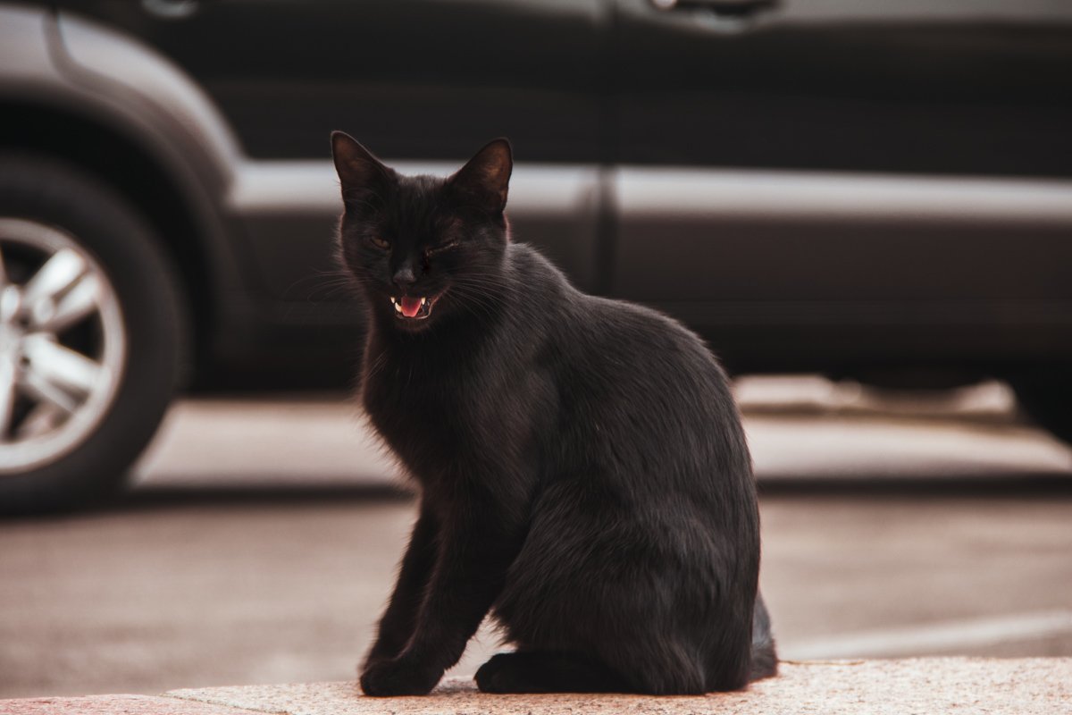 Коты сумеречные животные, как и многие люди Коты сумеречные животные, как и многие люди