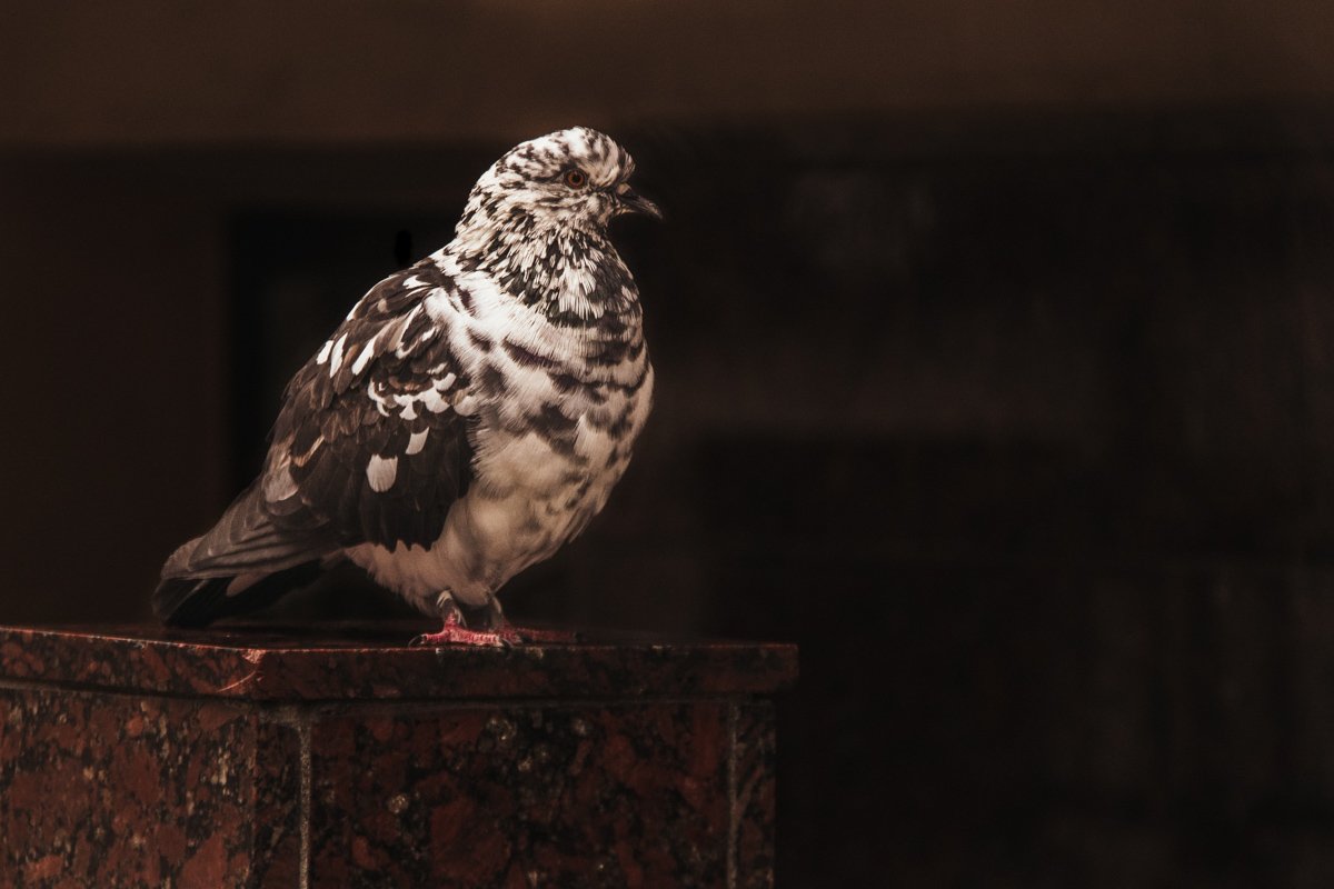 Пока вы вглядываетесь в голубя, голубь вглядывается в вас Пока вы вглядываетесь в голубя, голубь вглядывается в вас