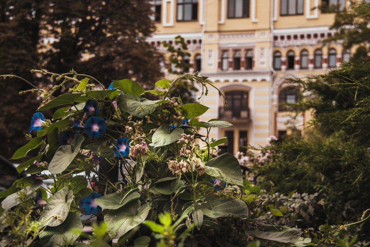 Morning Glory в свете тусклого утреннего солнца Morning Glory в свете тусклого утреннего солнца