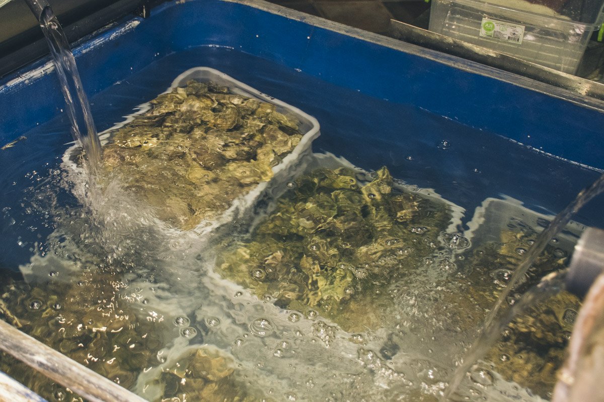 Устрицы прекрасно себя чувствуют в бассейне Устрицы прекрасно себя чувствуют в бассейне