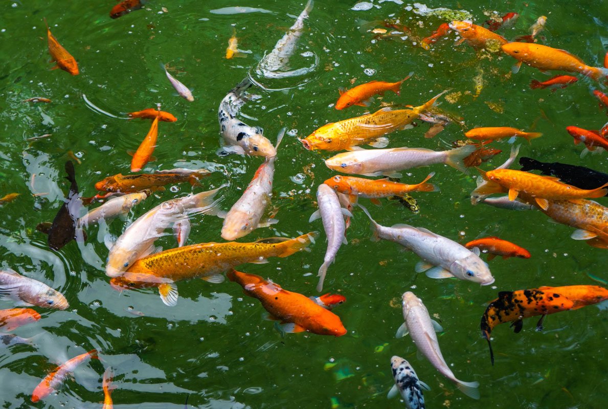 Когда солнце появляется из-за туч, кажется даже рыбы подплывают поближе к поверхности