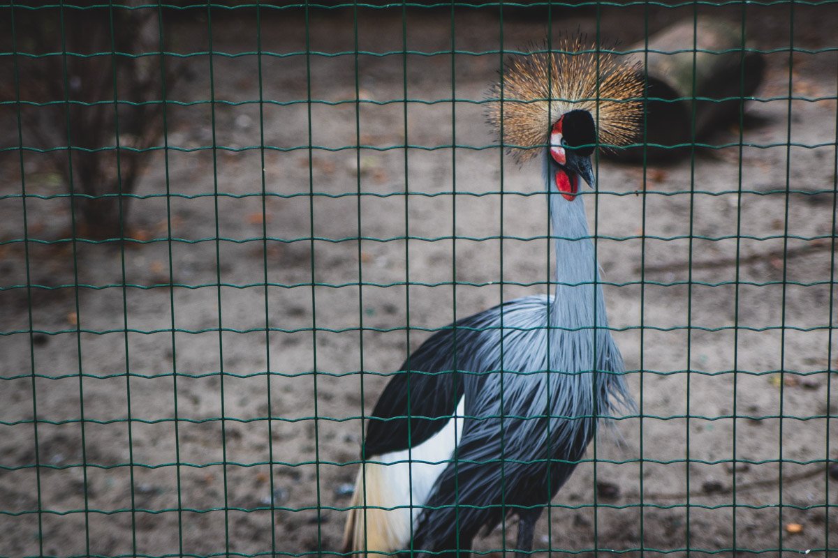 Впрочем, гораздо больше обитателей зоопарка поспешили подсветить солнцем свою прирожденную красоту