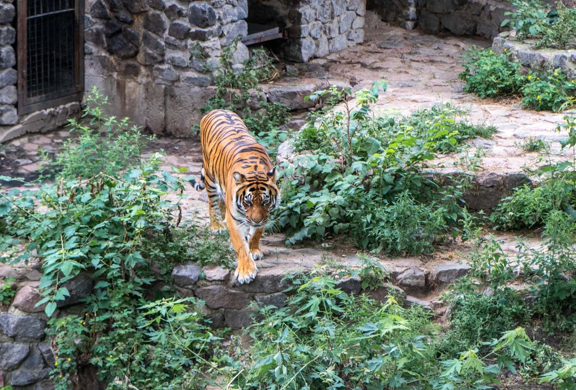 И свою врожденную грацию