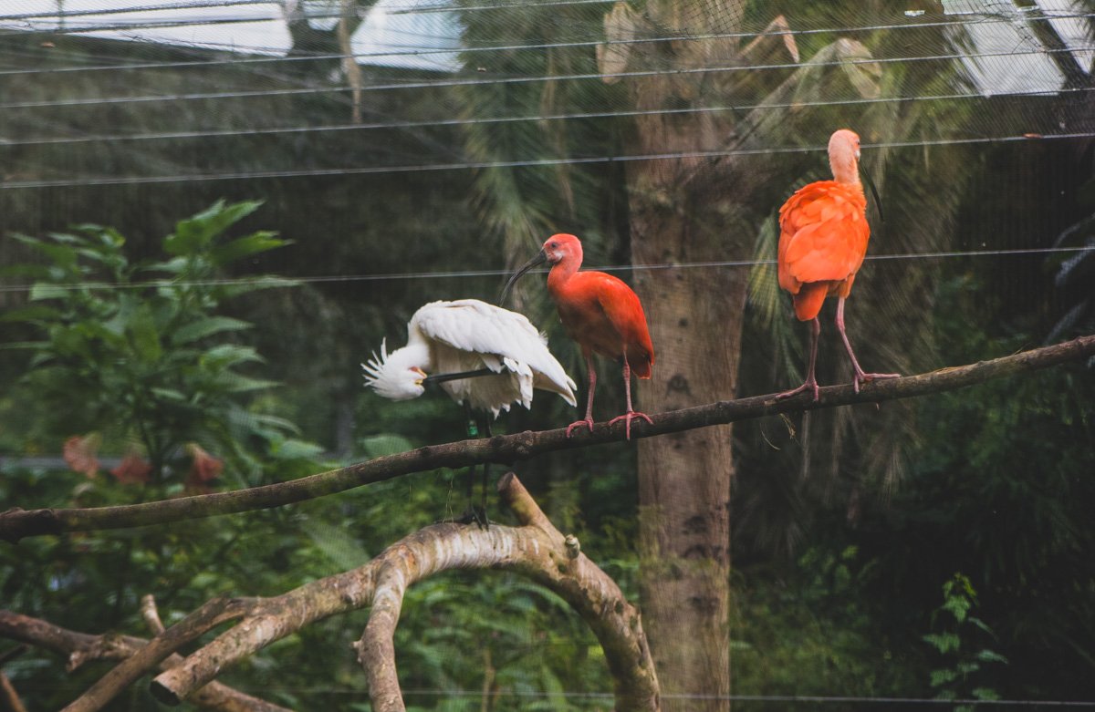 Вообще больше всего ярких пятен было как раз в вольерах с птицами