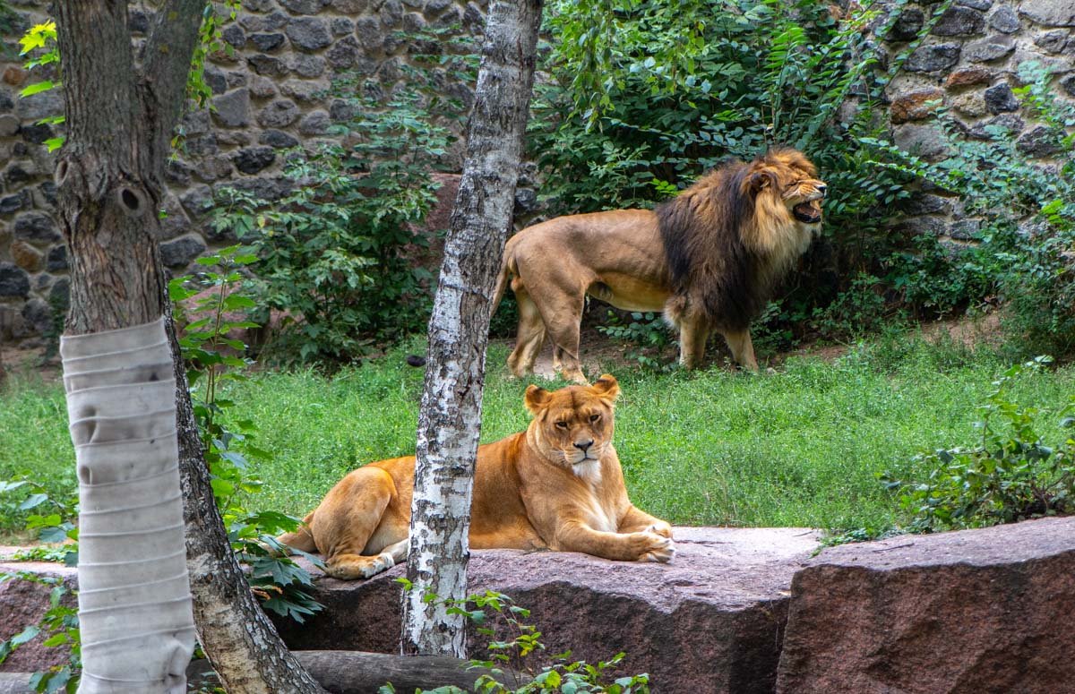 На территории львов сплошная идиллия
