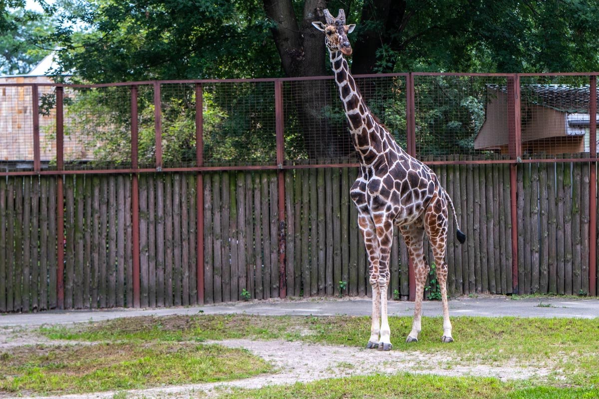 Появление здесь жирафа никак не связано с нашим главредом. Просто фото получилось - загляденье