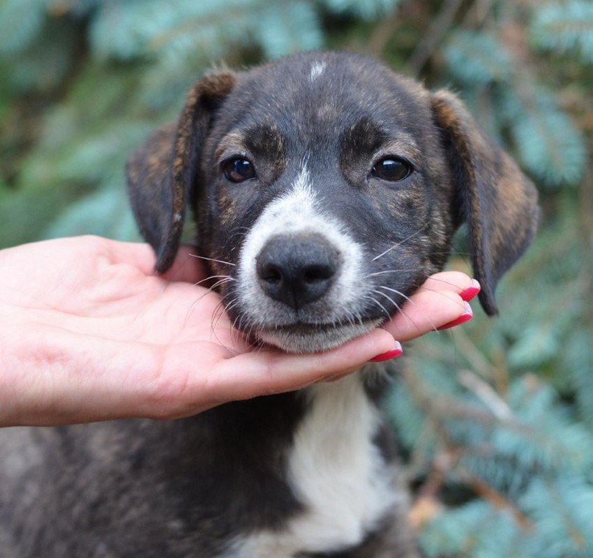 Милашке Оскару нужна поддержка друга