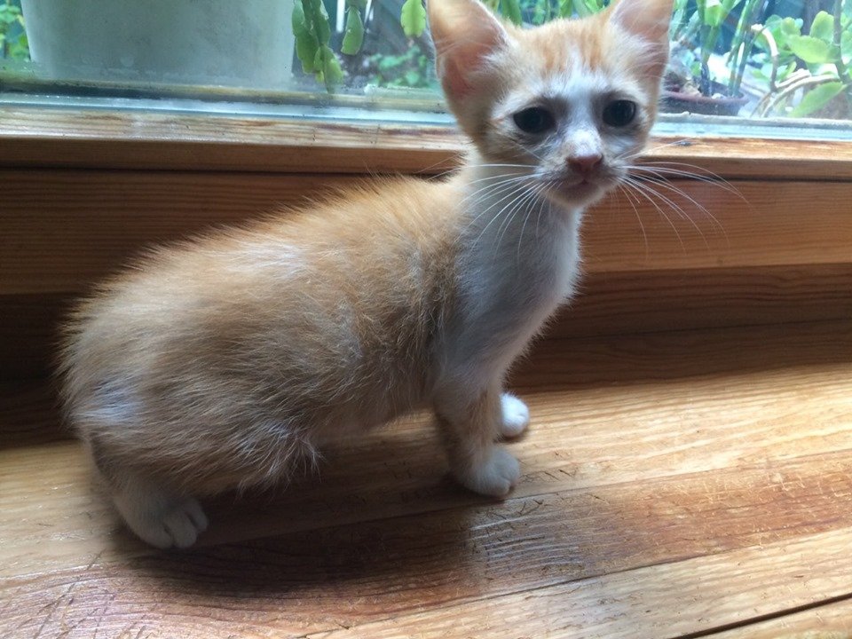 Рыжий мальчик выглядывает своих хозяев