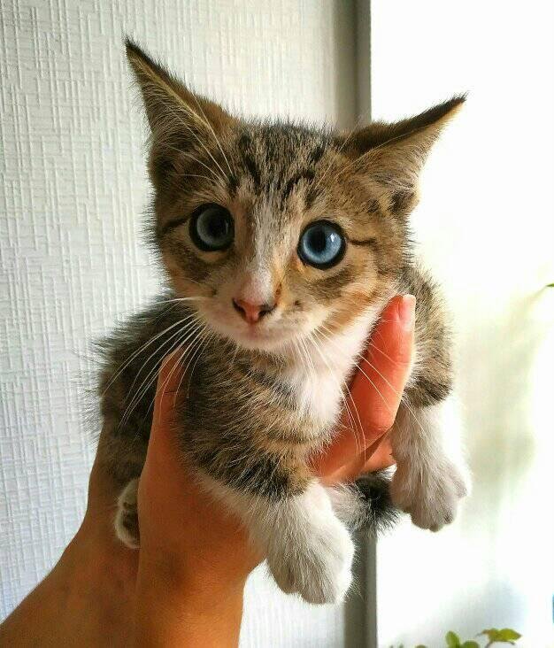 Ну как в него можно не влюбиться? Ну как в него можно не влюбиться?