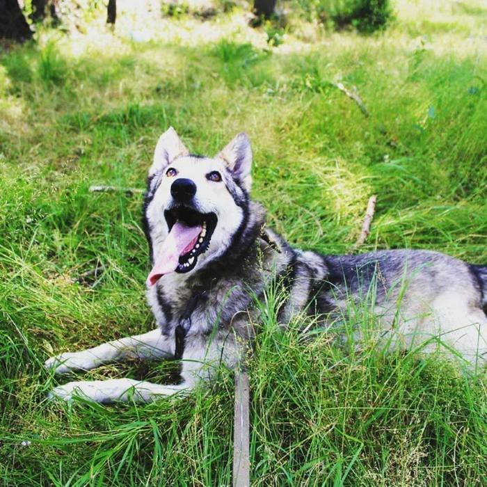 Ромео станет вашим верным и умным товарищем Ромео станет вашим верным и умным товарищем