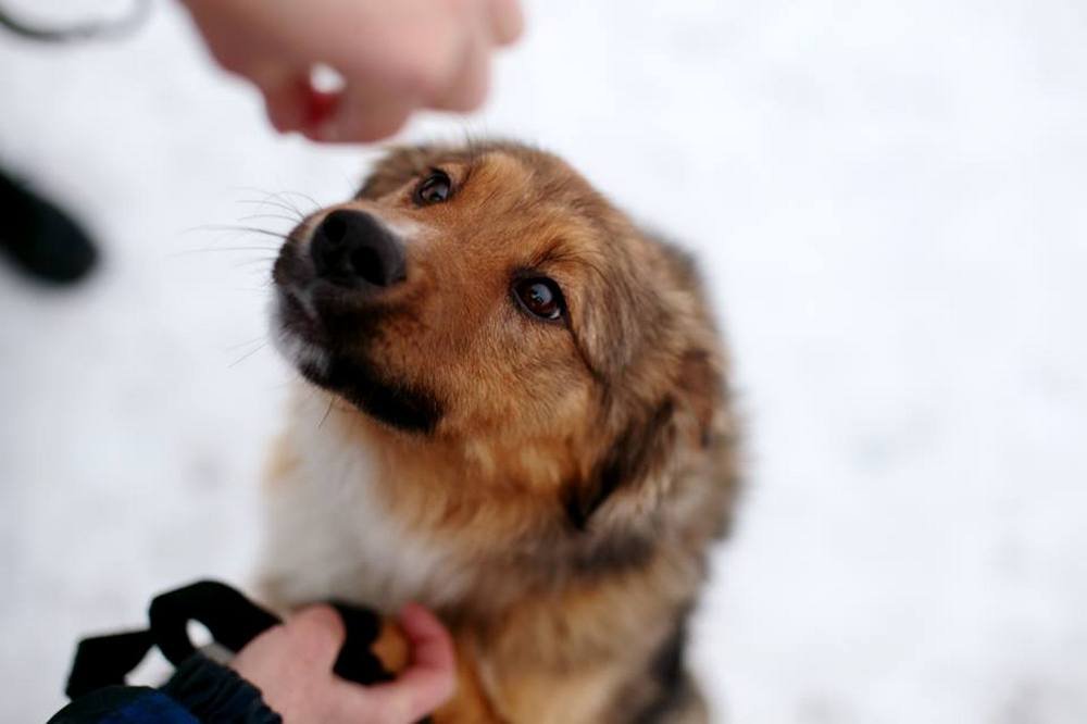 Жайчик не разочаровался в людях и хочет быть с добрым человеком Жайчик не разочаровался в людях и хочет быть с добрым человеком