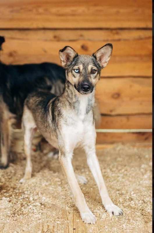 Вера похожа на олененка с разноцветными глазками Вера похожа на олененка с разноцветными глазками