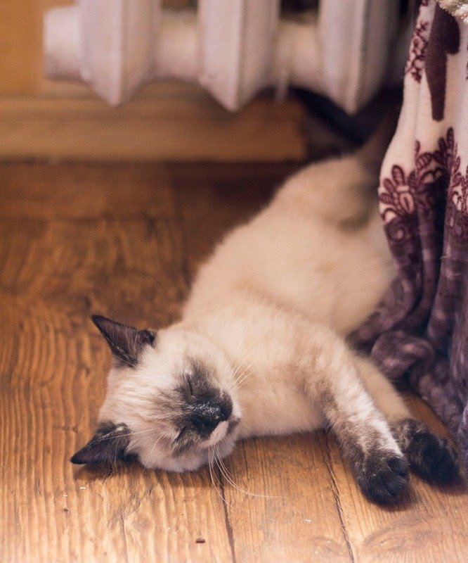 Эта милашка принесет тепло и любовь в ваш дом Эта милашка принесет тепло и любовь в ваш дом