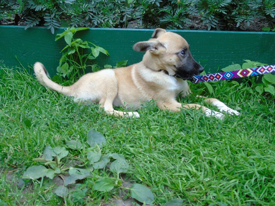 Это чудо пережило столько боли, но осталось ласковым существом Это чудо пережило столько боли, но осталось ласковым существом