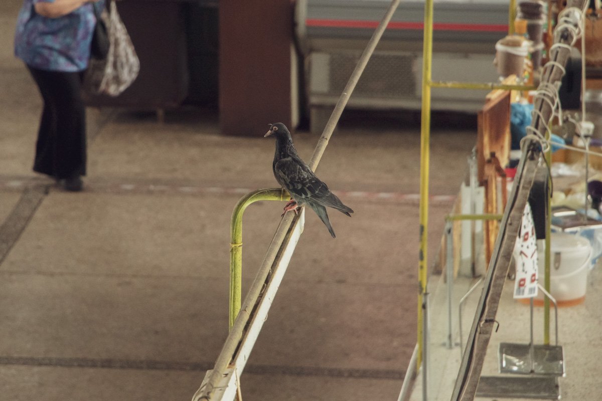 Эти птицы здесь просто повсюду Эти птицы здесь просто повсюду