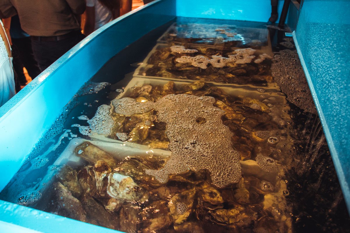 Устриц на всех хватит