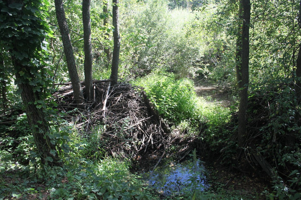 Долгие годы парк был закрыт для свободного посещения Долгие годы парк был закрыт для свободного посещения
