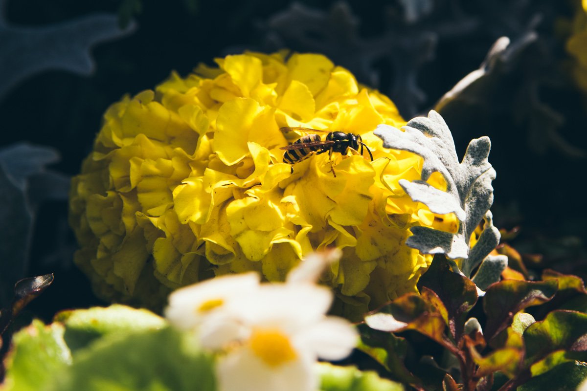 Среди них – бегонии, бархатцы, колеусы, гортензии и эхинацея Среди них – бегонии, бархатцы, колеусы, гортензии и эхинацея