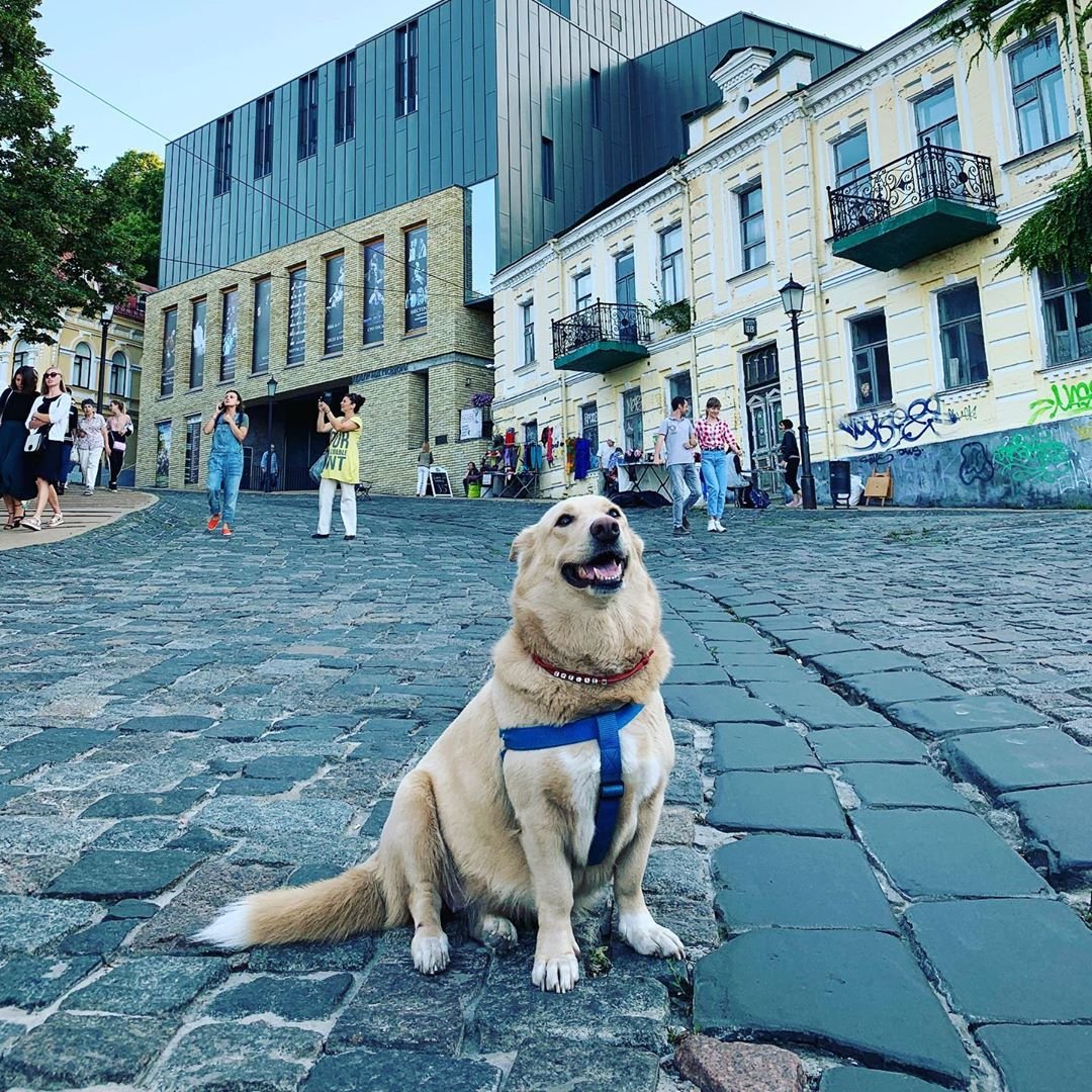 Милый пушистый пес наслаждается прогулкой по Андреевскому спуску Милый пушистый пес наслаждается прогулкой по Андреевскому спуску