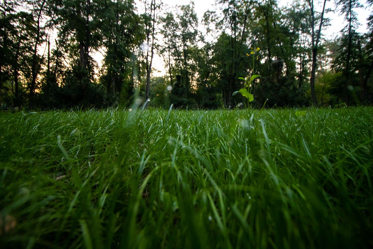 Пробежаться бы босиком по утренней расе