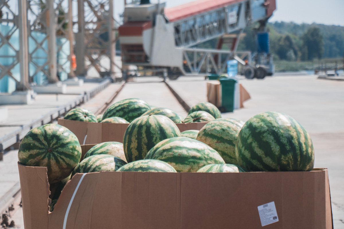 Арбузы из Херсона выехали 17 августа Арбузы из Херсона выехали 17 августа