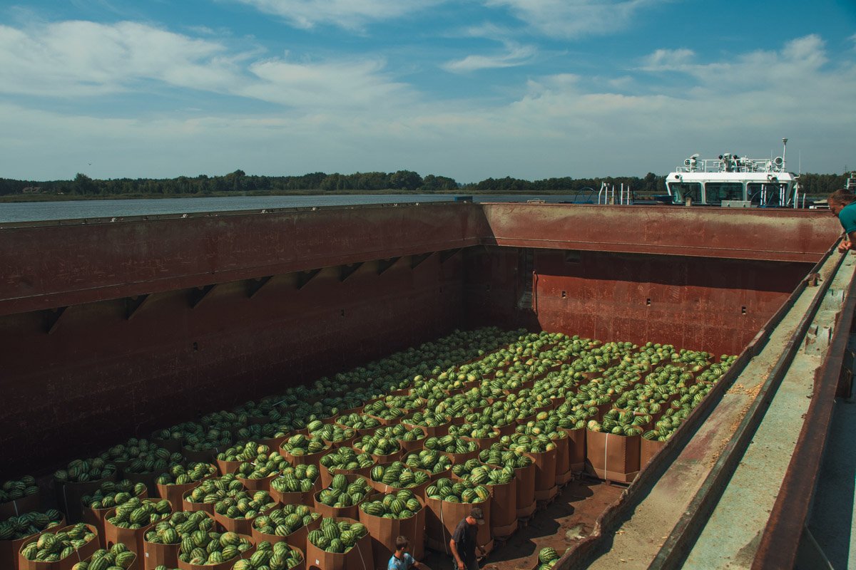 Всю бахчу транспортировали в картонных коробках Всю бахчу транспортировали в картонных коробках