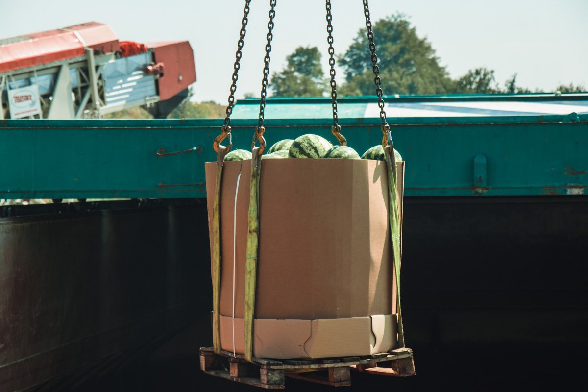 Первые несколько часов работа шла медленно, из-за большого объема бахчи Первые несколько часов работа шла медленно, из-за большого объема бахчи