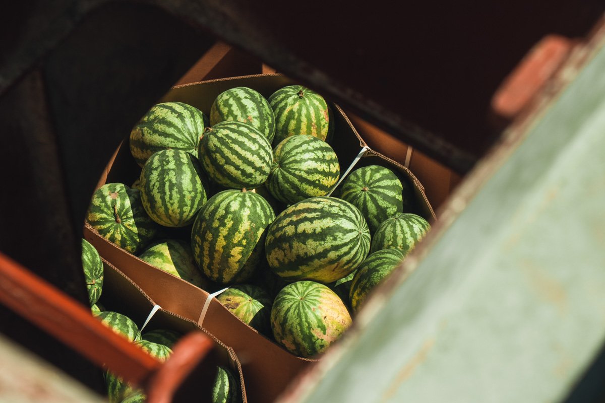 Уже завтра эти арбузы можно будет купить в супермаркетах Уже завтра эти арбузы можно будет купить в супермаркетах