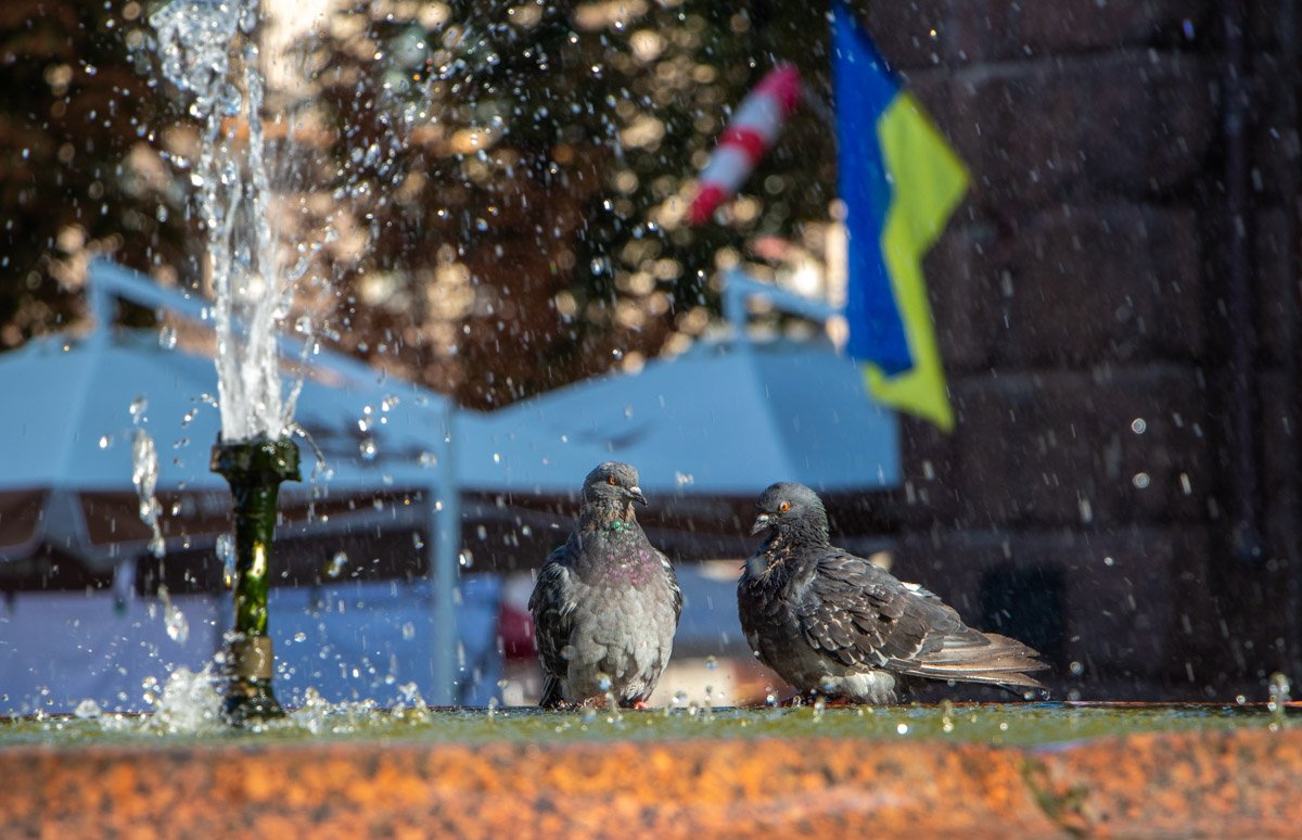 Еще один символ Киева - голуби с Бессарабки:) Еще один символ Киева - голуби с Бессарабки:)