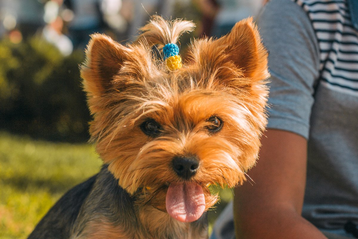 Даже собачка в этот день выглядит патриотично 