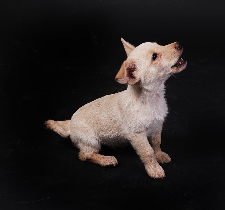 Маффин - это настоящая сладость с милыми ушками 