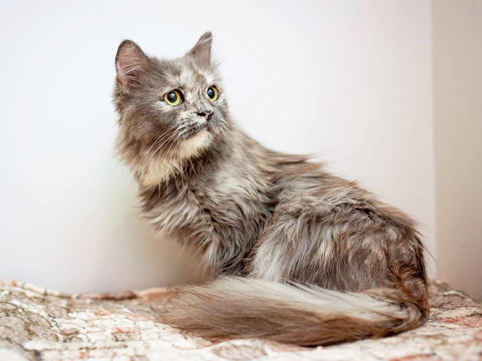 Принцесса мечтает о любящем хозяине 