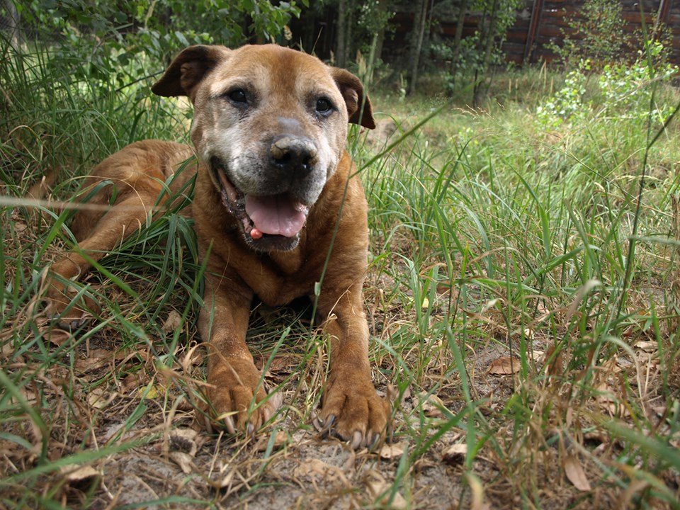 Старичок Рэкс мечтает об уютном доме в частном секторе 