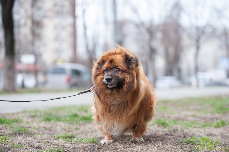 Басик - идеальный партнер для занятий спортом 