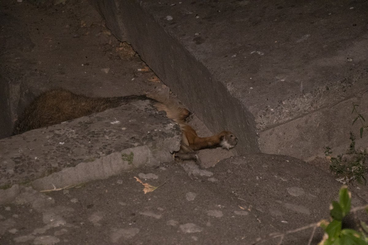 Предварительно, она выпрыгнула из окна 7 этажа с собакой в руках