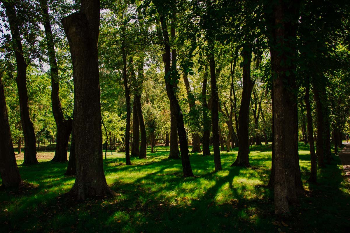 Появятся в парке и новые деревья - всего их высадили порядка двух сотен Появятся в парке и новые деревья - всего их высадили порядка двух сотен