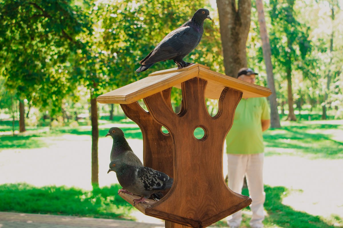 Речь, конечно же, о кормушках для животных и, как на фото - для птиц Речь, конечно же, о кормушках для животных и, как на фото - для птиц