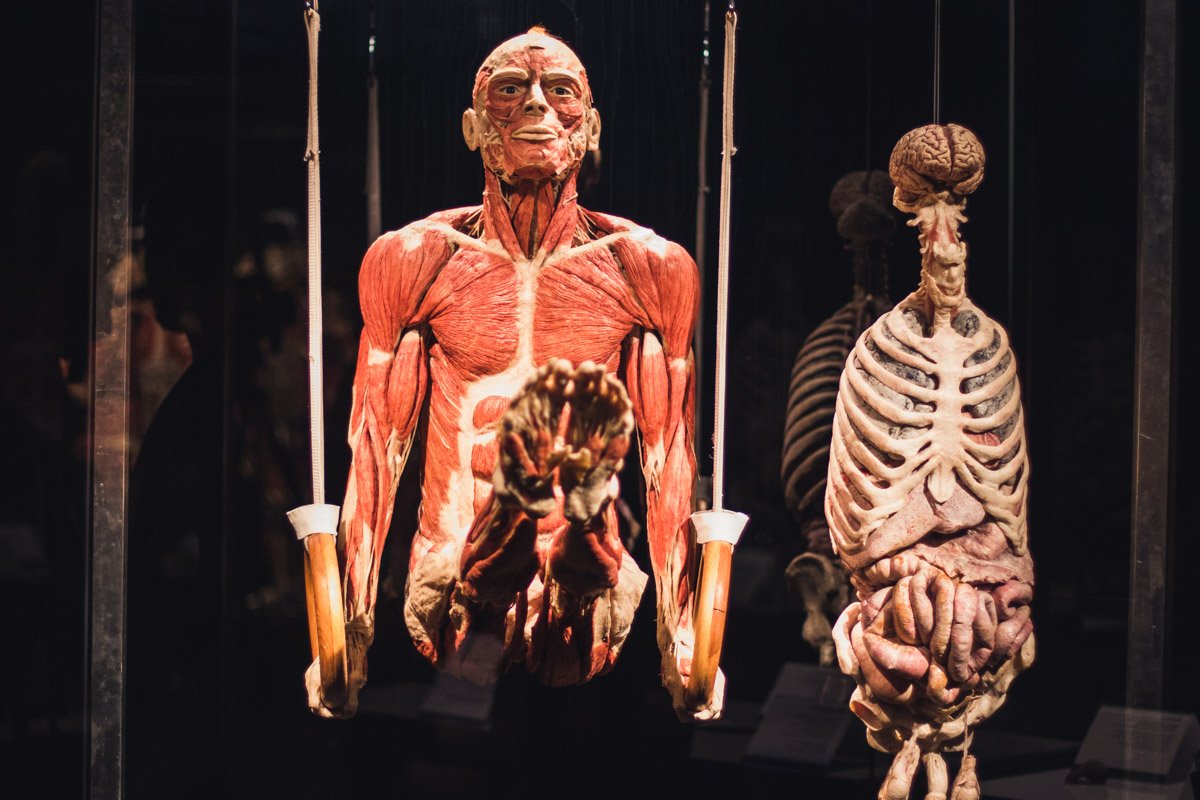 В Киеве на ВДНГ открылась необычная выставка настоящих тел после смерти человека 