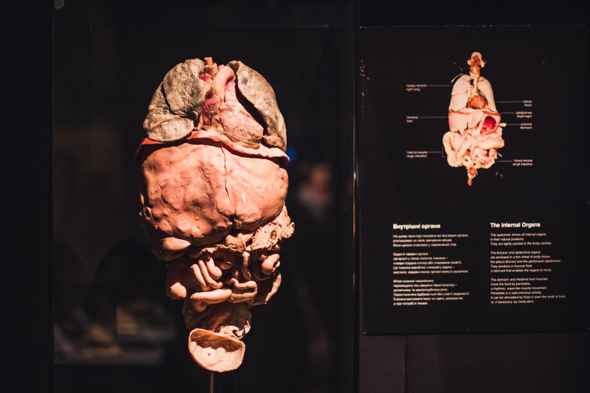 Также на экспозиции есть отдельные органы с подробным описанием 