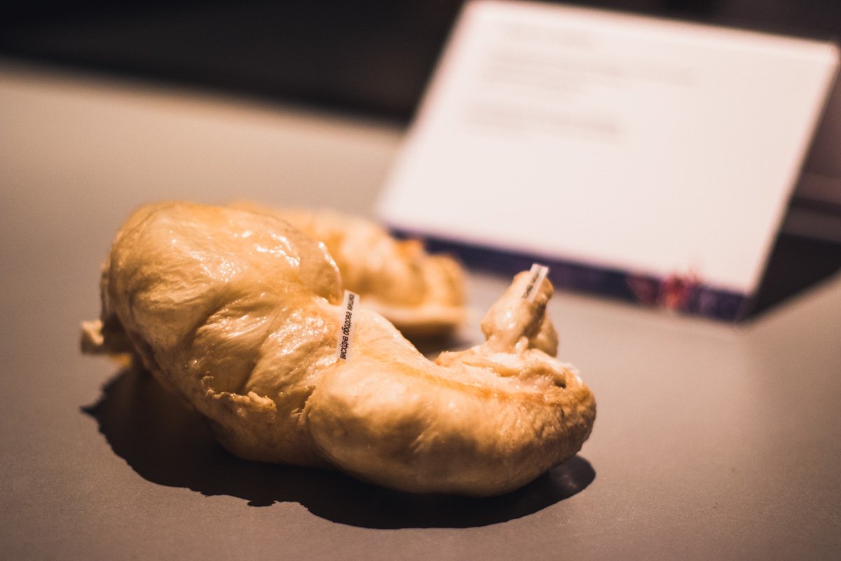 Здесь представлены даже самые маленькие части организма 