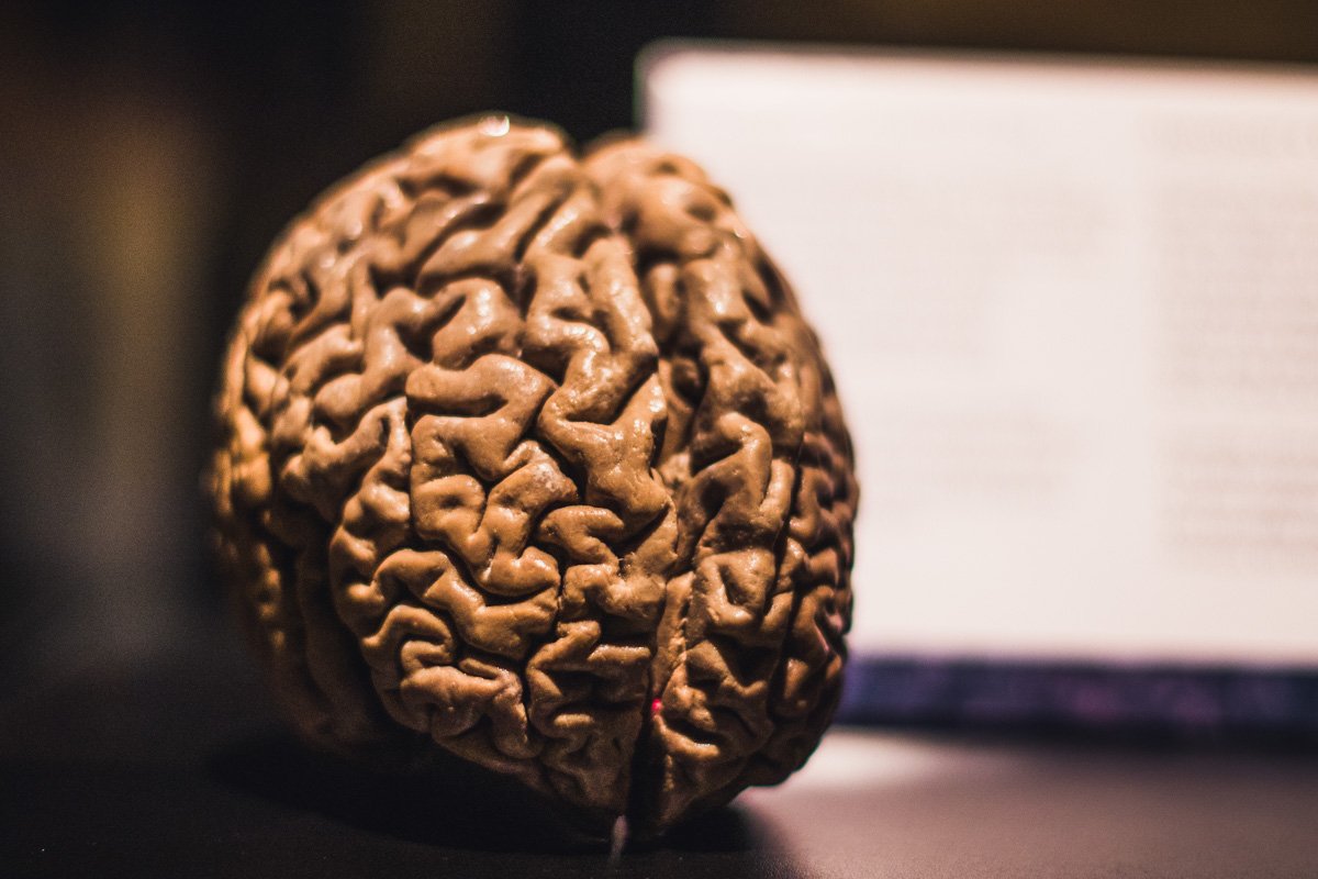 Только представьте, это настоящий человеческий мозг 