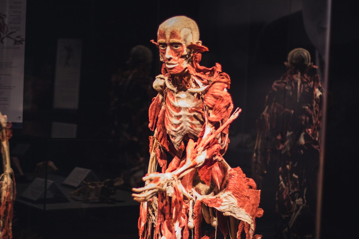 Цель выставки - показать, как человек влияет на свое тело 