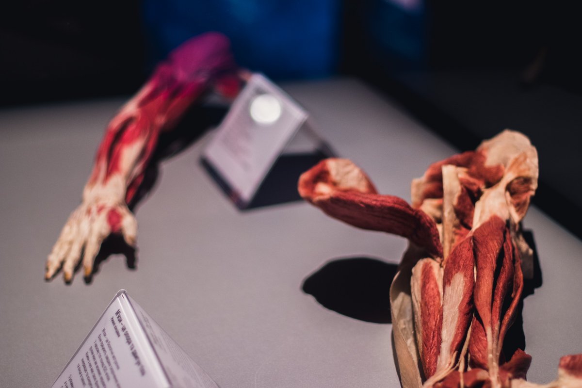 Увидеть все это можно в 4 павильоне на ВДНГ 