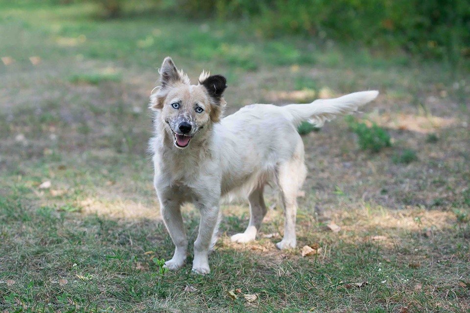 Игривая собачка Скай - это бесконечный заряд энергии Игривая собачка Скай - это бесконечный заряд энергии