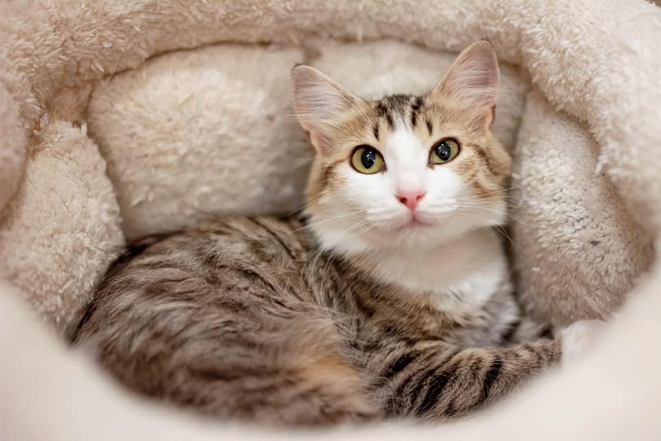 Эти зеленые глаза заставляют влюбиться в Холли с первой секунды Эти зеленые глаза заставляют влюбиться в Холли с первой секунды