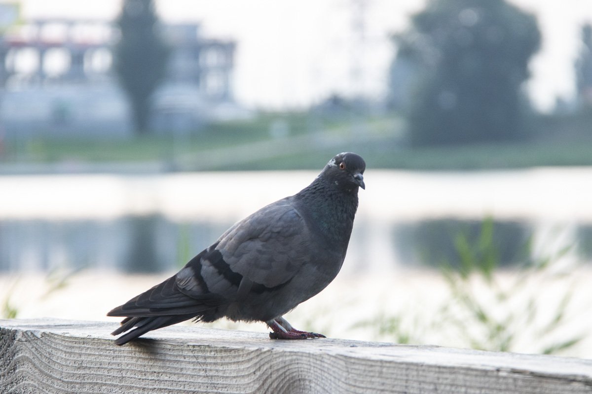 А вот лебедей, которые должны бы быть на Лебедином озере - нет. А голуби на замену не тянут А вот лебедей, которые должны бы быть на Лебедином озере - нет. А голуби на замену не тянут