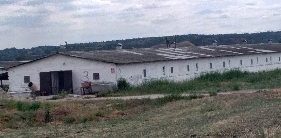 Под Киевом мужчина два месяца воровал поросят с фермы Под Киевом мужчина два месяца воровал поросят с фермы