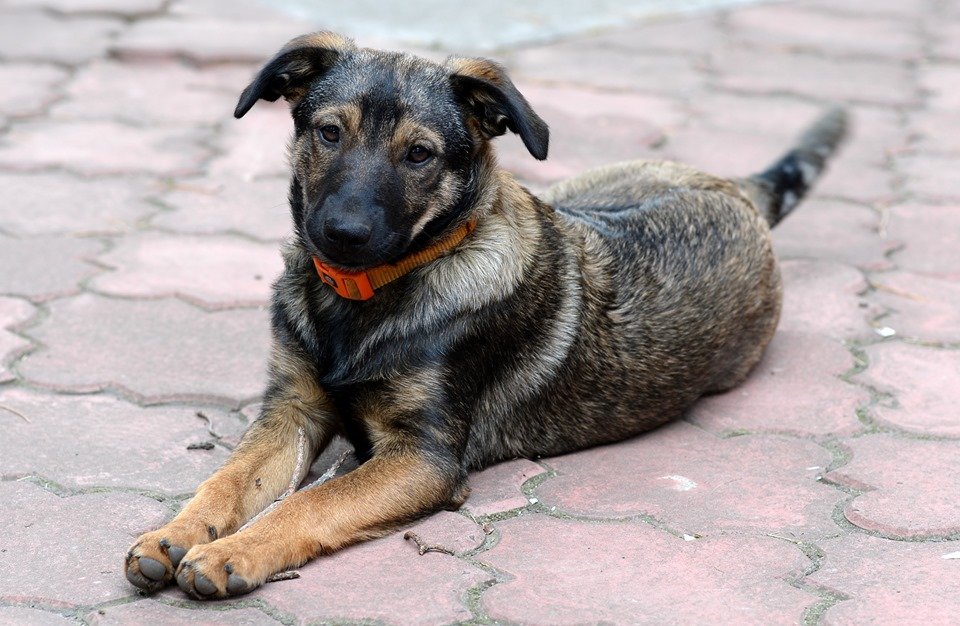 Добрая и дружелюбная Кира Добрая и дружелюбная Кира