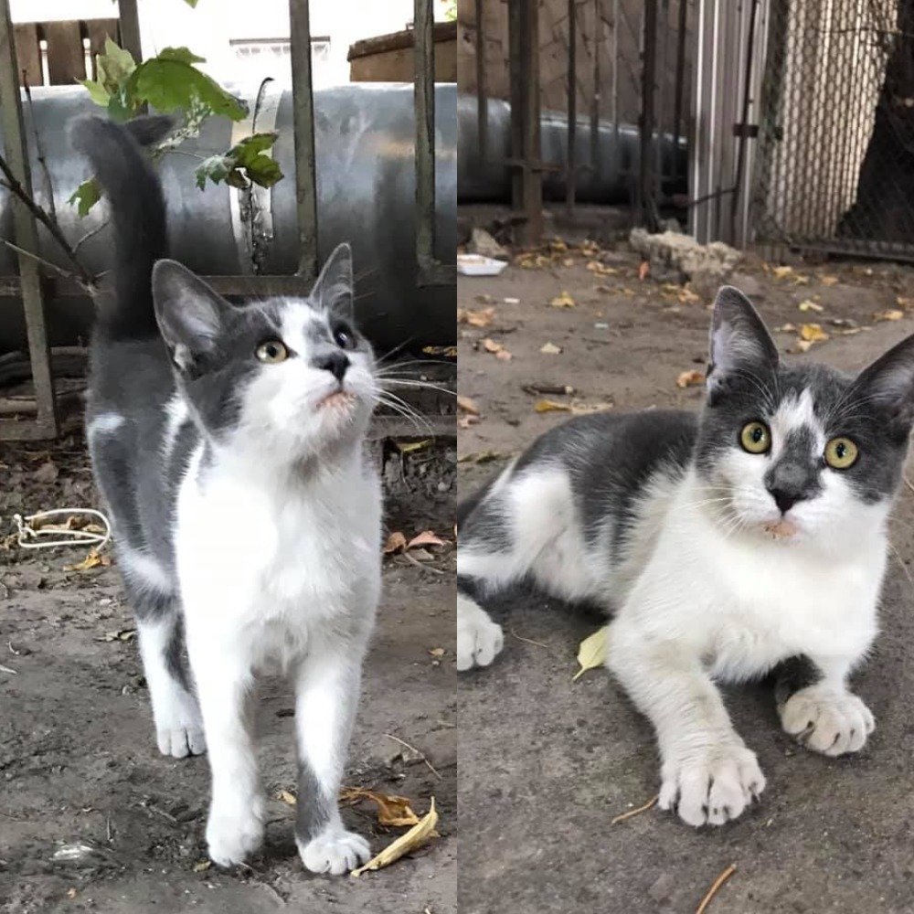 Малышка Барбара сейчас живет на улице, но очень хочет к вам на ручки и окунуться в любовь Малышка Барбара сейчас живет на улице, но очень хочет к вам на ручки и окунуться в любовь