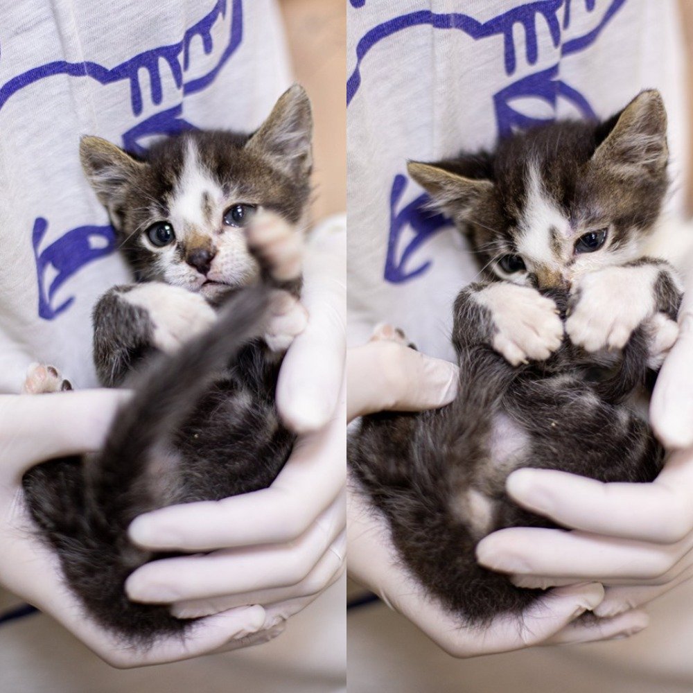 Подарите любовь: какие животные ищут дом в Киеве 5